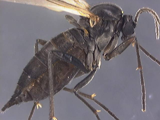 Sciaridae 2